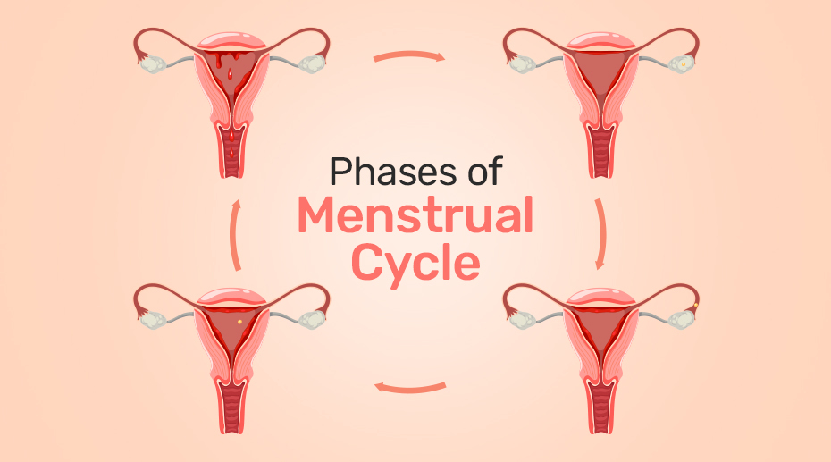 Phases of Menstrual Cycle